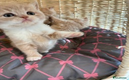 British Shorthair cats for sale: 3 LEFT - TICA BRITISH SHORTHAIRED KITTENS - Image 12