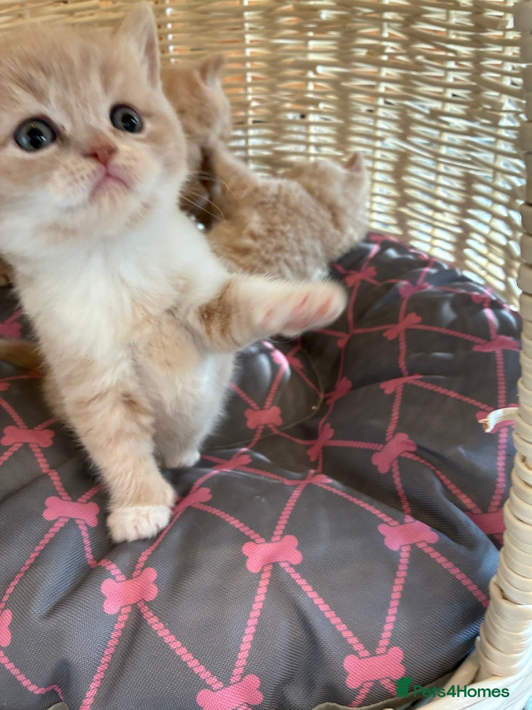 British Shorthair cats for sale: 3 LEFT - TICA BRITISH SHORTHAIRED KITTENS - Image 12
