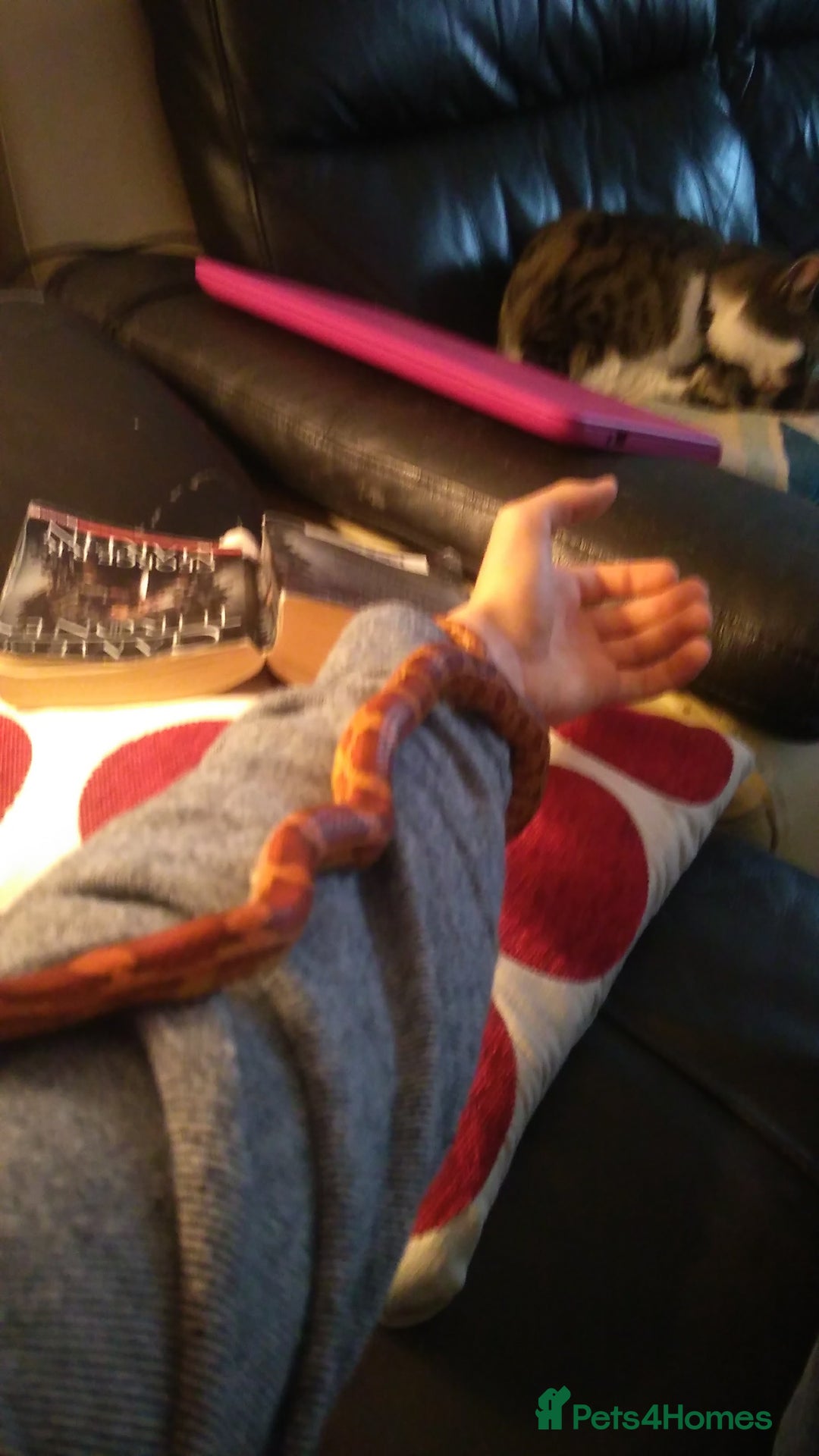 Corn Snake reptiles for sale: Viserion - Advert 2