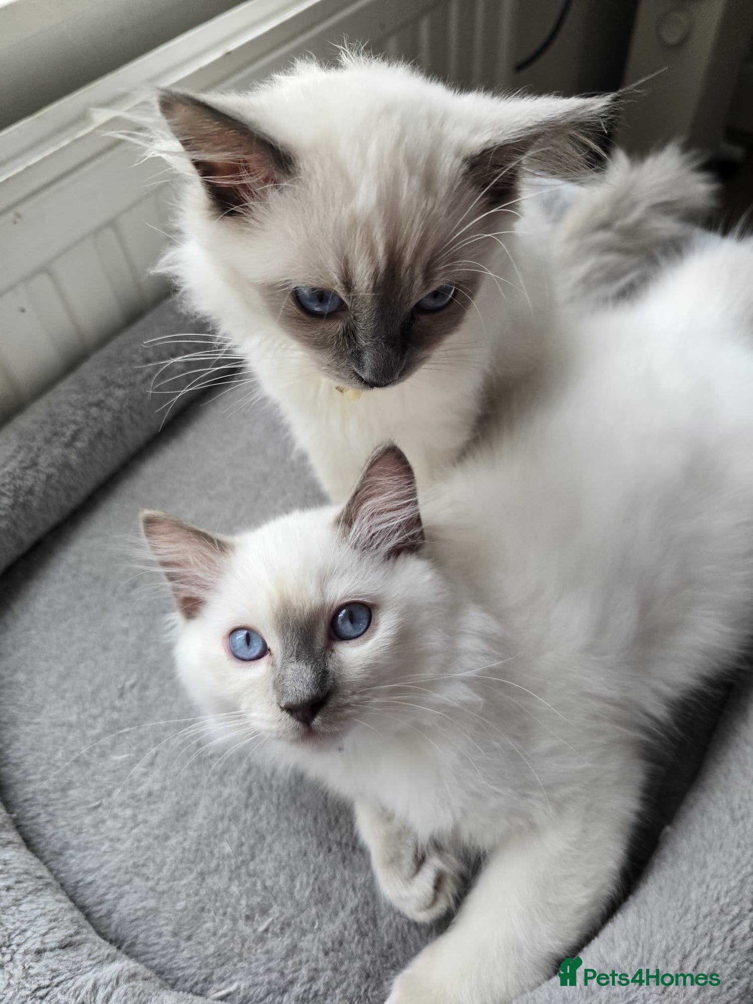 Ragdoll cats GCCF RAGDOLL KITTENS READY NOW  - Advert 1