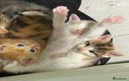 Maine Coon cats for sale: Adorable Half Maine Coon Kittens for Sale  - Image 11