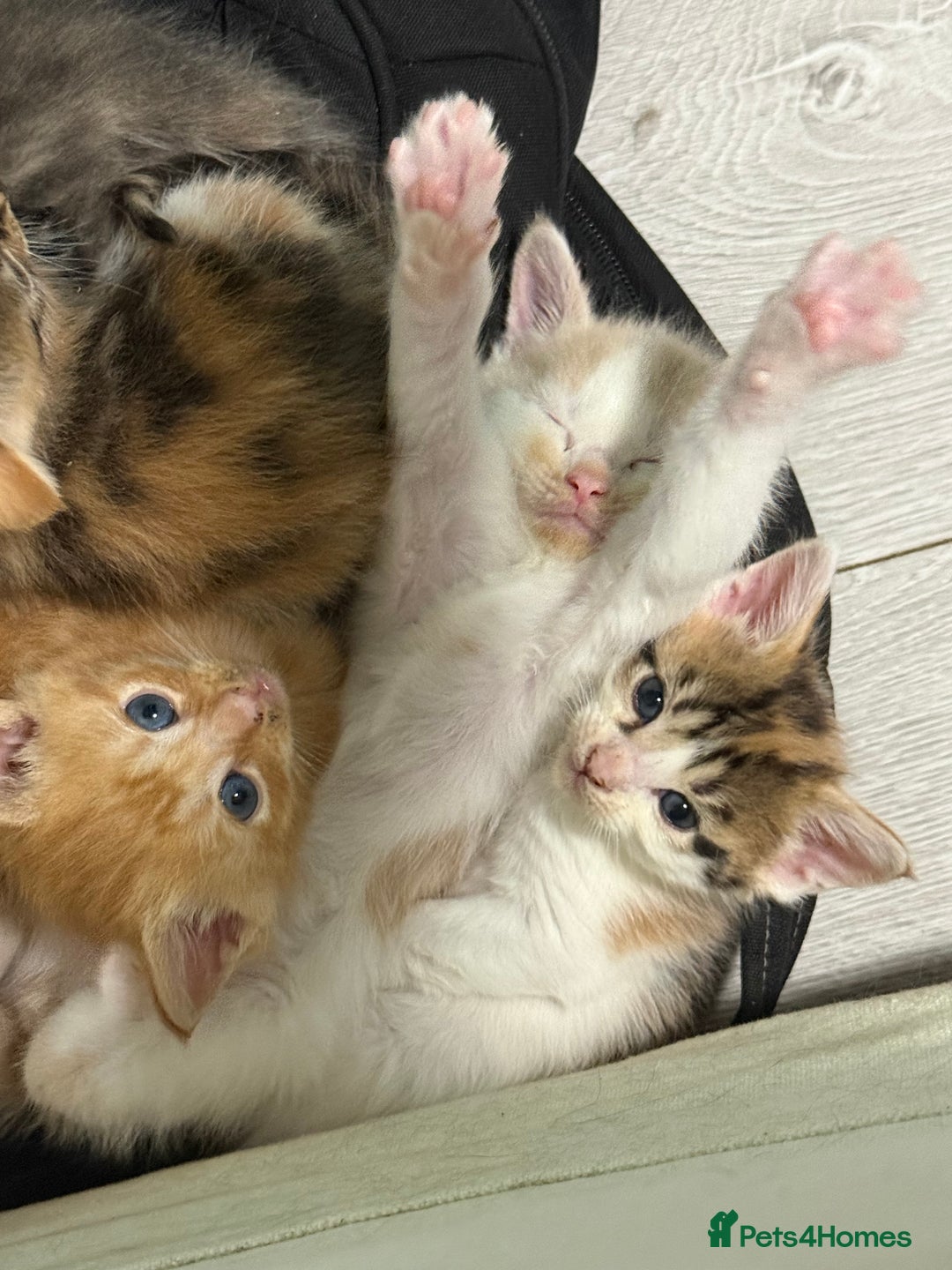 Maine Coon cats for sale: Adorable Half Maine Coon Kittens for Sale  - Image 11