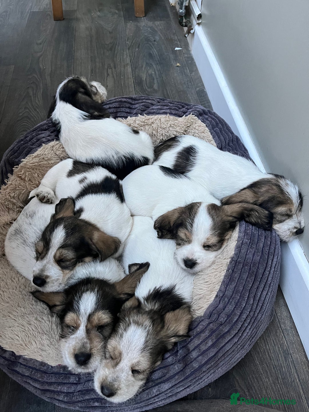 Basset Griffon Vendeen dogs for sale: Griffon petit basset Vendeen tricolor  - Image 2