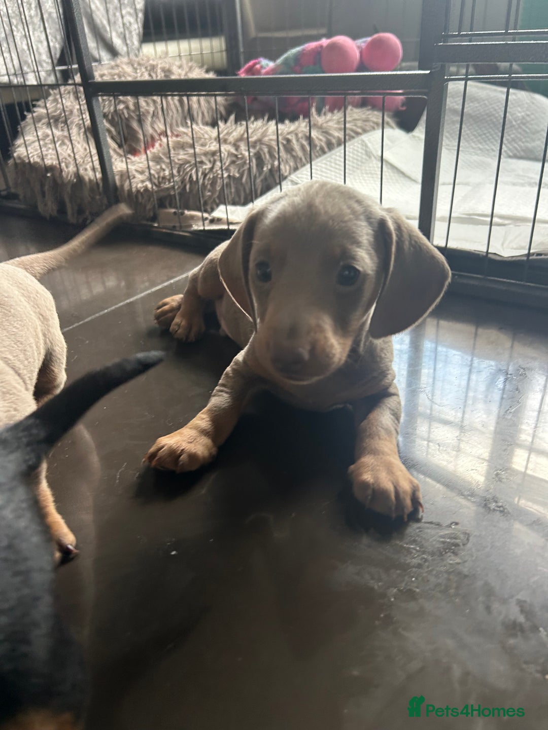 Miniature Dachshund dogs for sale:  Beautiful cute Miniatures dachshund  in Liverpool - Image 8