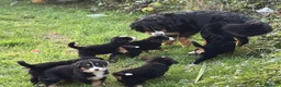 Bernese Mountain Dog dogs for sale: GORGEOUS FULL BREED PUPPIES  - Advert 4