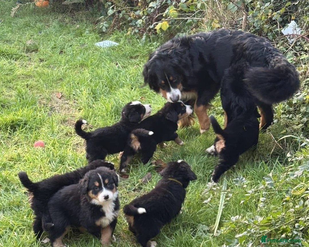 Bernese Mountain Dog dogs for sale: GORGEOUS FULL BREED PUPPIES  - Advert 4