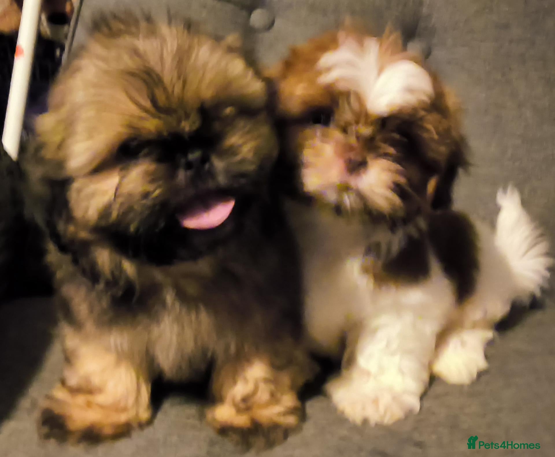 Shih Tzu dogs Quality Half Imperial Shihtzus. - Advert 2