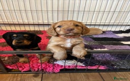 Cocker Spaniel dogs for sale: Cocker spaniel puppies - Image 23