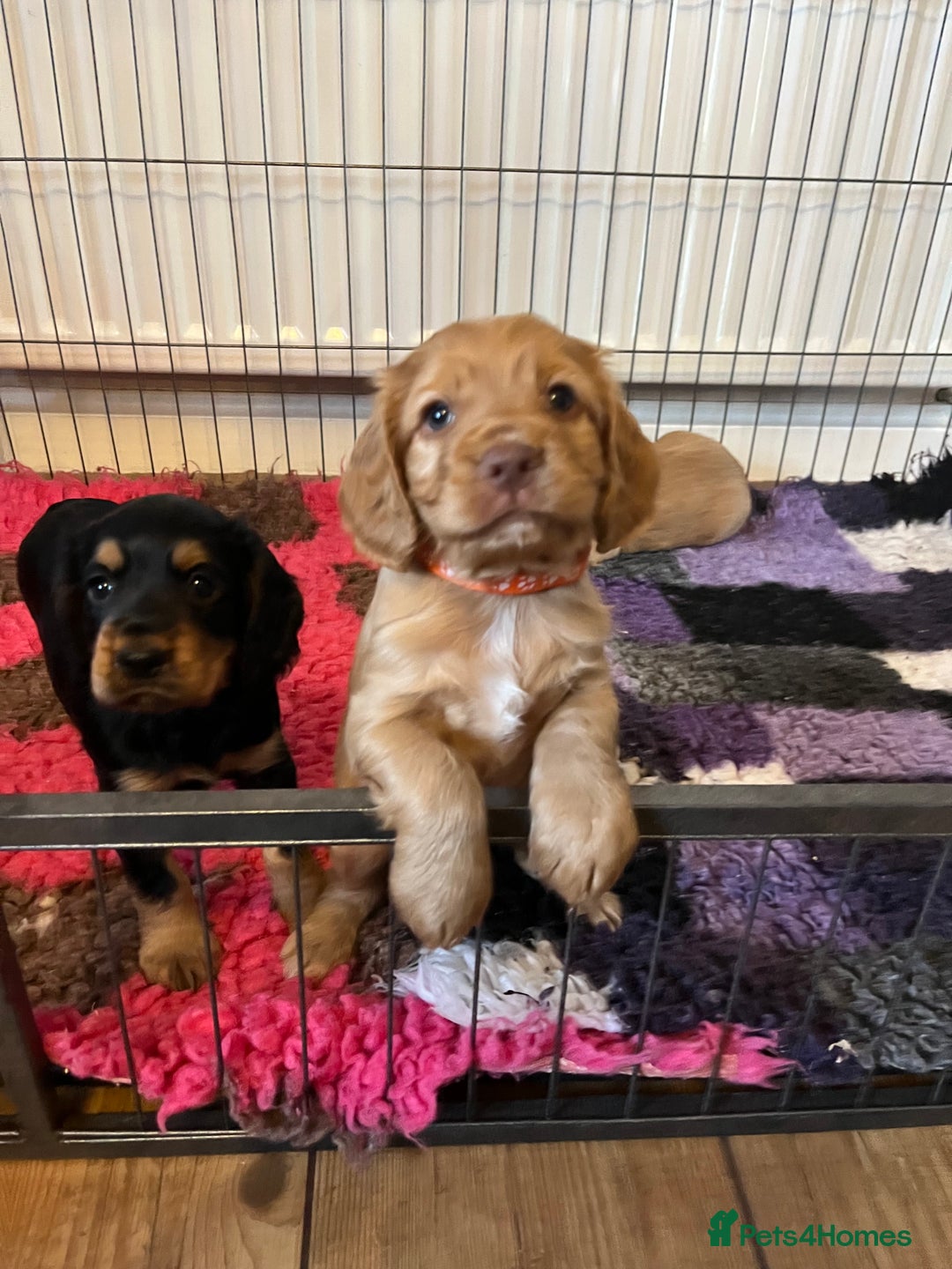 Cocker Spaniel dogs for sale: Cocker spaniel puppies - Image 23