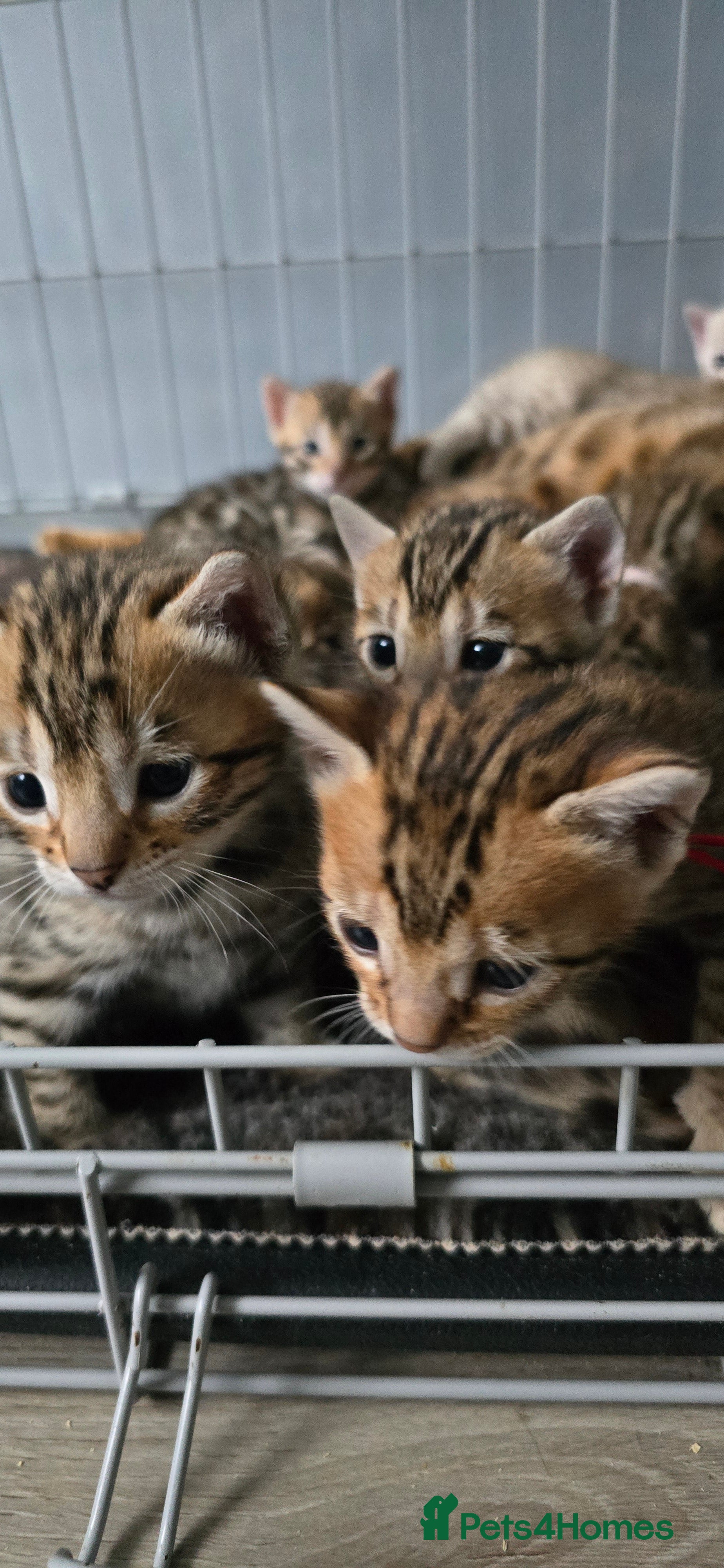 Bengal cats 3 lovely girls and 1 boy ready for reservation - Advert 9