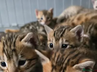 Bengal cats 3 lovely girls and 1 boy ready for reservation - Advert 9
