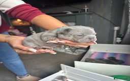 French Bulldog dogs for sale: 2nd litter of ⭐Jesus⭐️ natk9 frenchies - Image 25