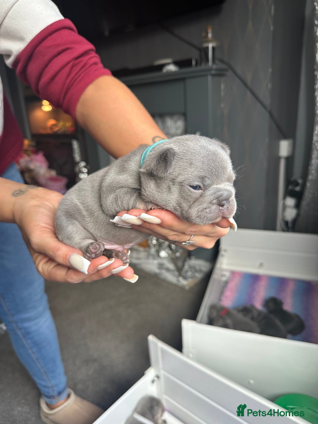 French Bulldog dogs for sale: 2nd litter of ⭐Jesus⭐️ natk9 frenchies - Image 25