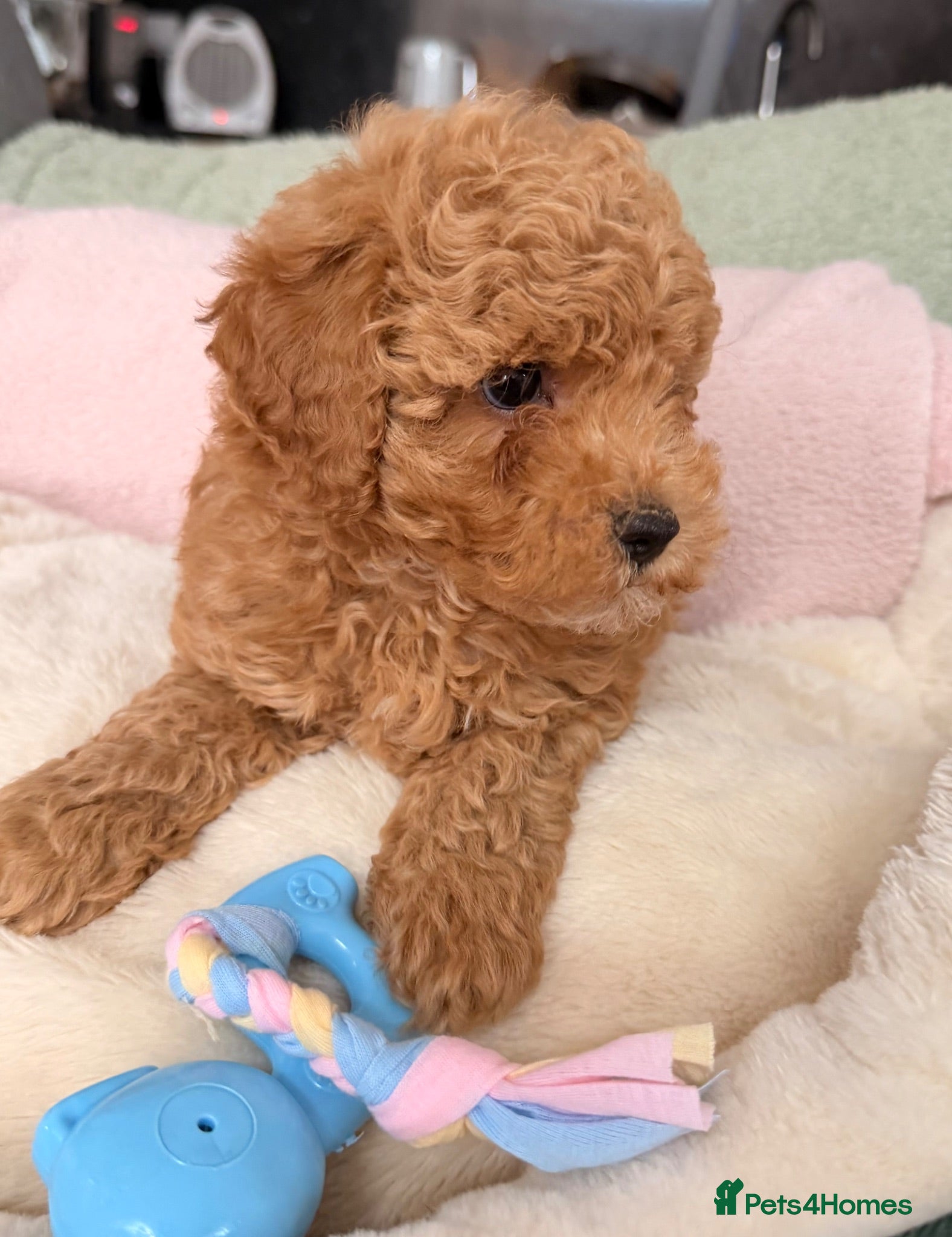 Poochon dogs Adorable Poochon puppies  - Advert 2