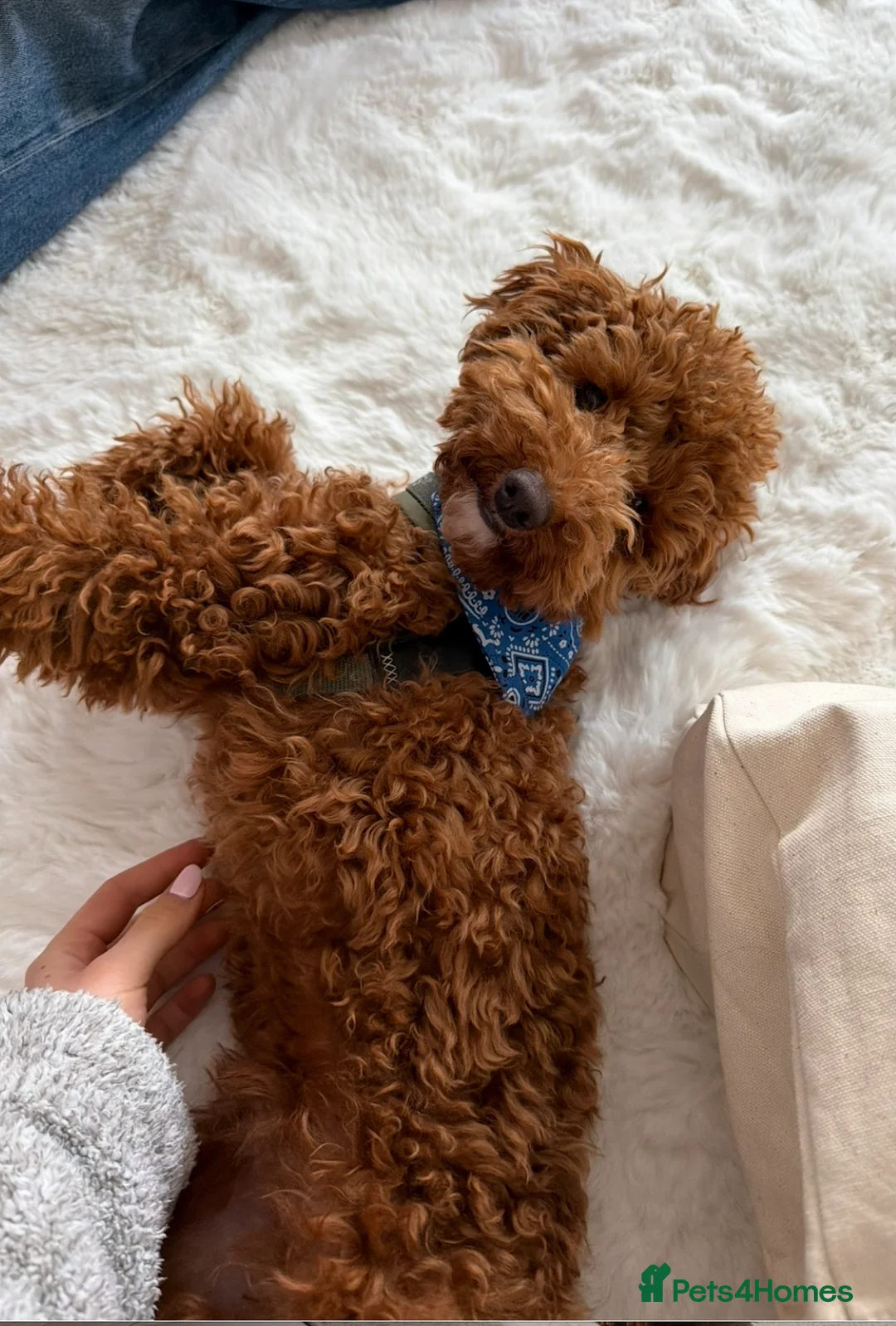 Toy Poodle dogs for sale: Red Toy poodle - Advert 4