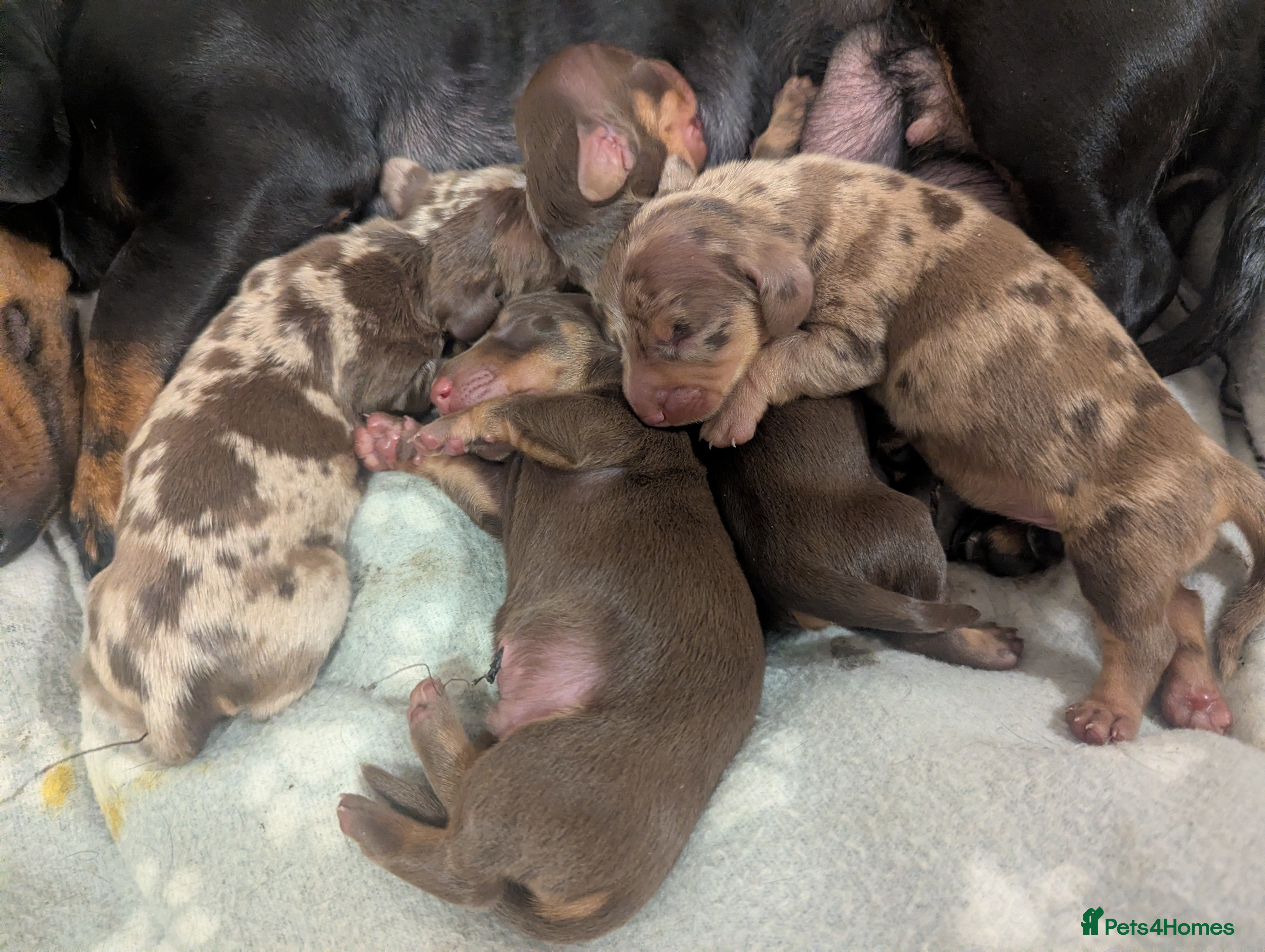 Dachshund dogs Tweenies Dachshunds 3 dogs 1 bitch - Advert 1