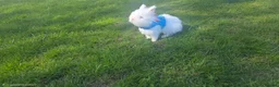 Lionhead rabbits for sale: Double Lionhead in Huddersfield - Advert 2