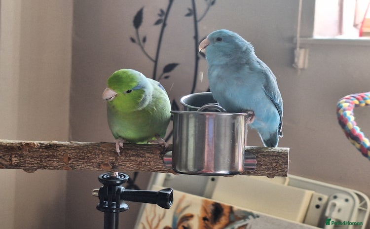 Parrots birds - Advert 4