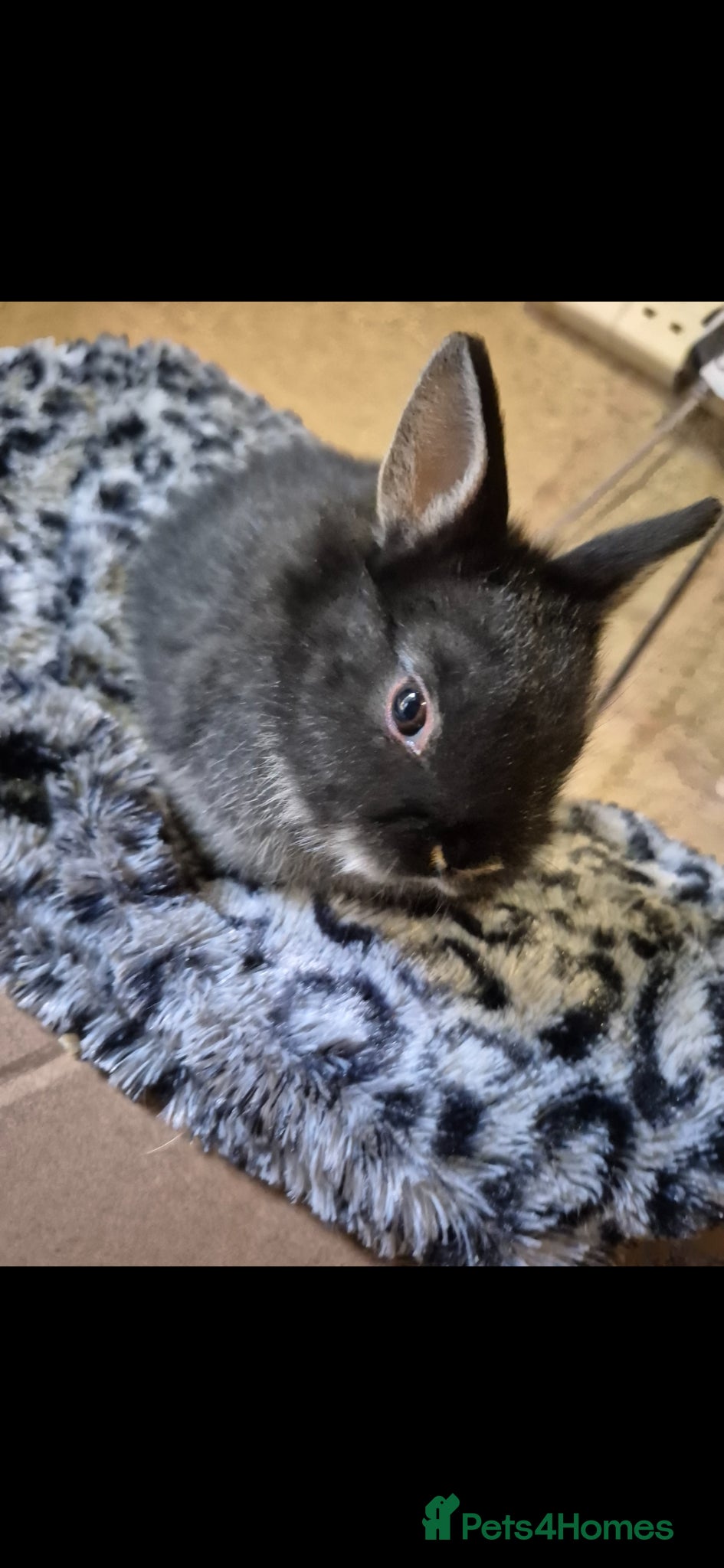 Netherland Dwarf rabbits Beautifull netherland  dwarf  babys  - Advert 1