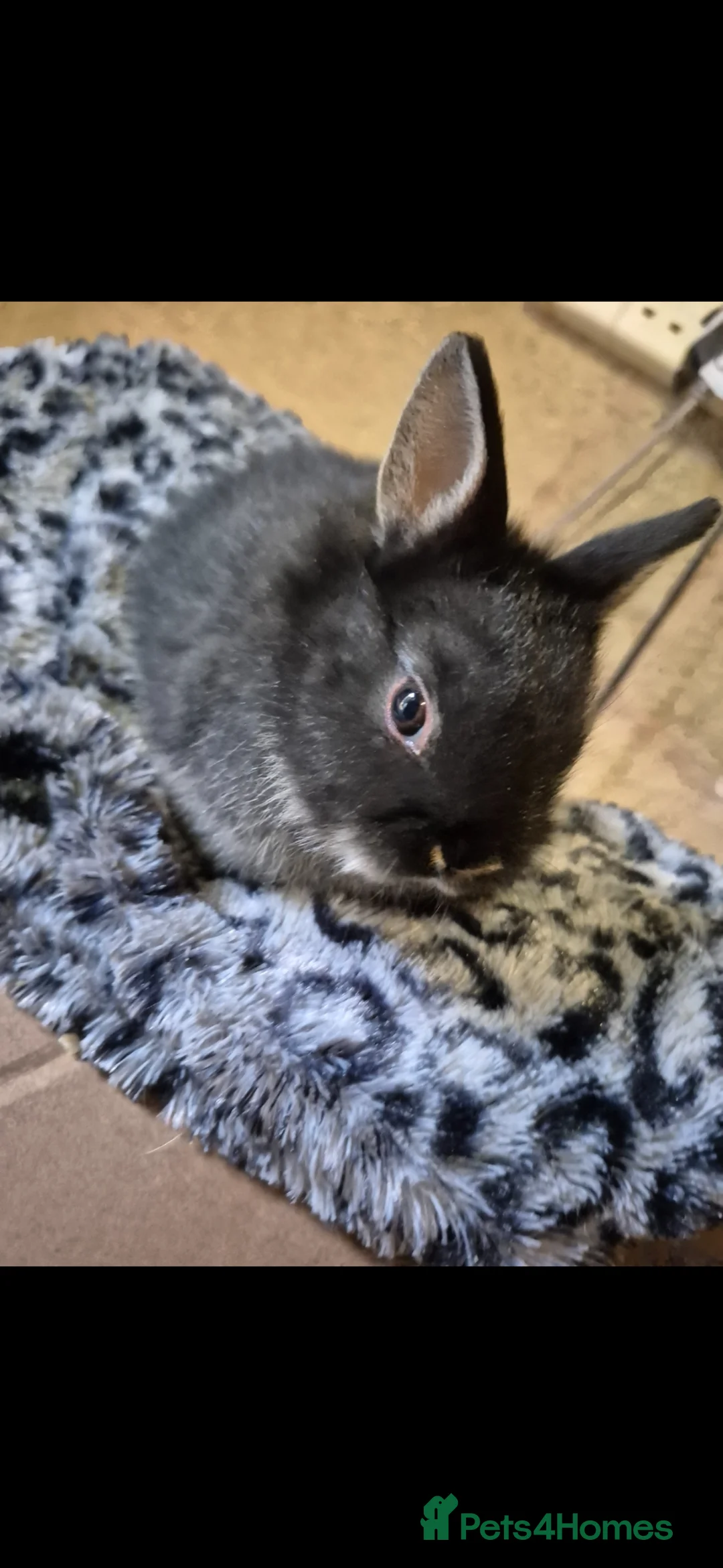 Netherland Dwarf rabbits for sale: Beautifull netherland  dwarf  babys  - Advert 1