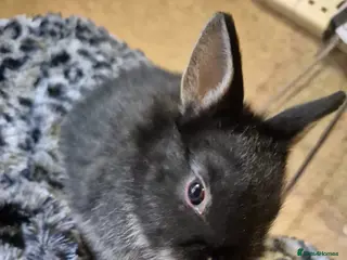 Netherland Dwarf rabbits Beautifull netherland dwarf babys - Advert 1