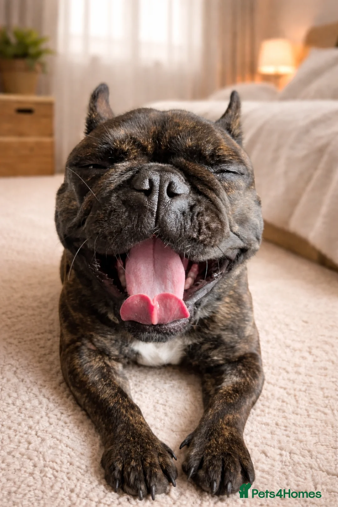French Bulldog dogs for sale: French bulldog 1 y old female  - Advert 2