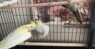 Cockatiels birds - Advert 5