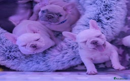 French Bulldog dogs for sale: KC French Bulldog Ready Now ! - Image 15
