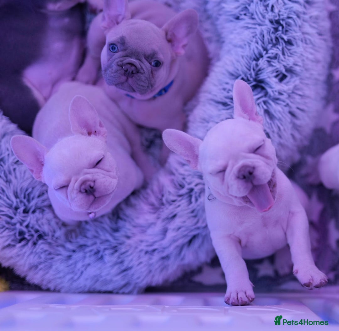French Bulldog dogs for sale: KC French Bulldog Ready Now ! - Image 15