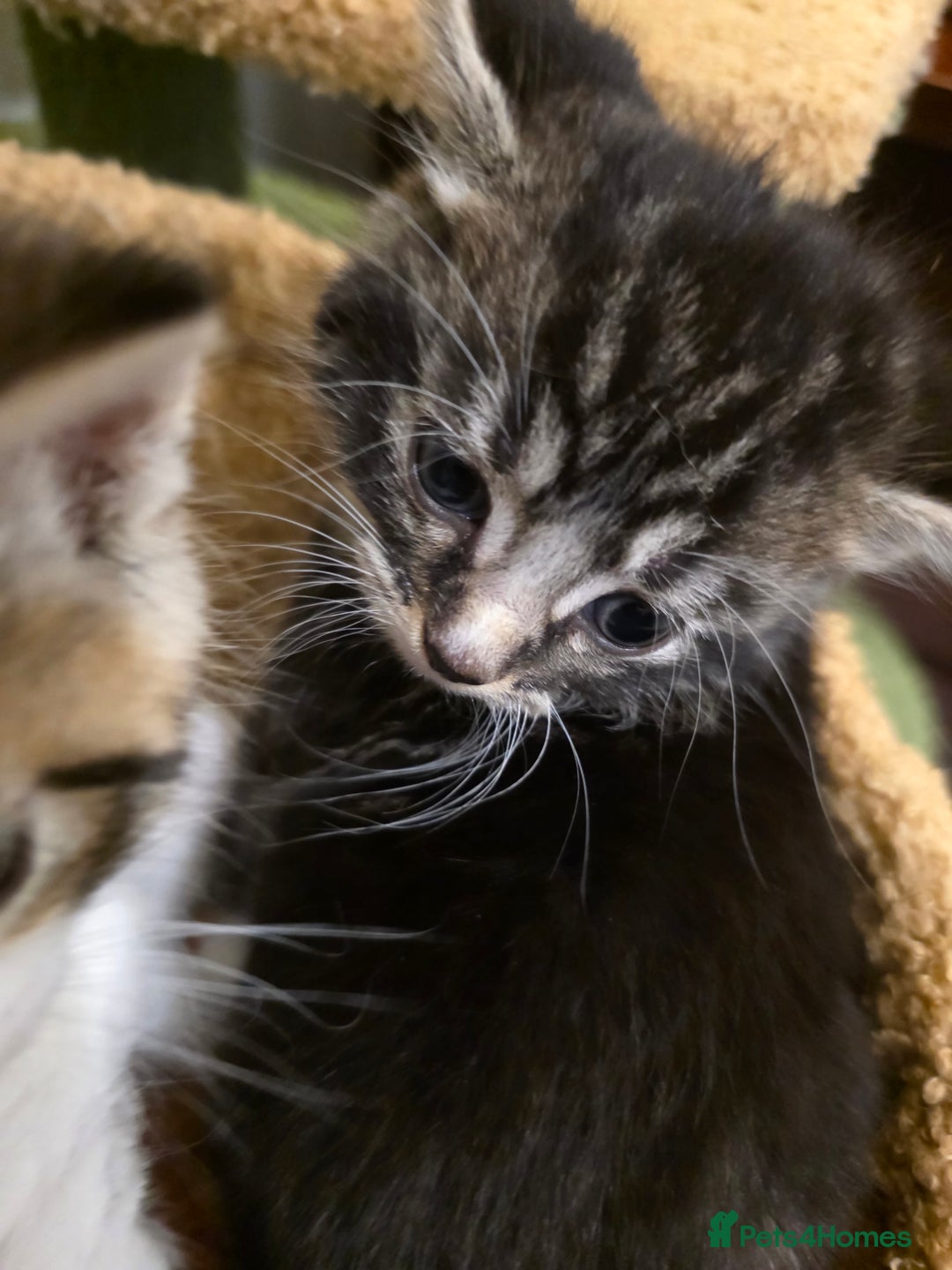 Maine Coon cats for sale: Mainecoon Mix Kittens for Sale  - Image 4