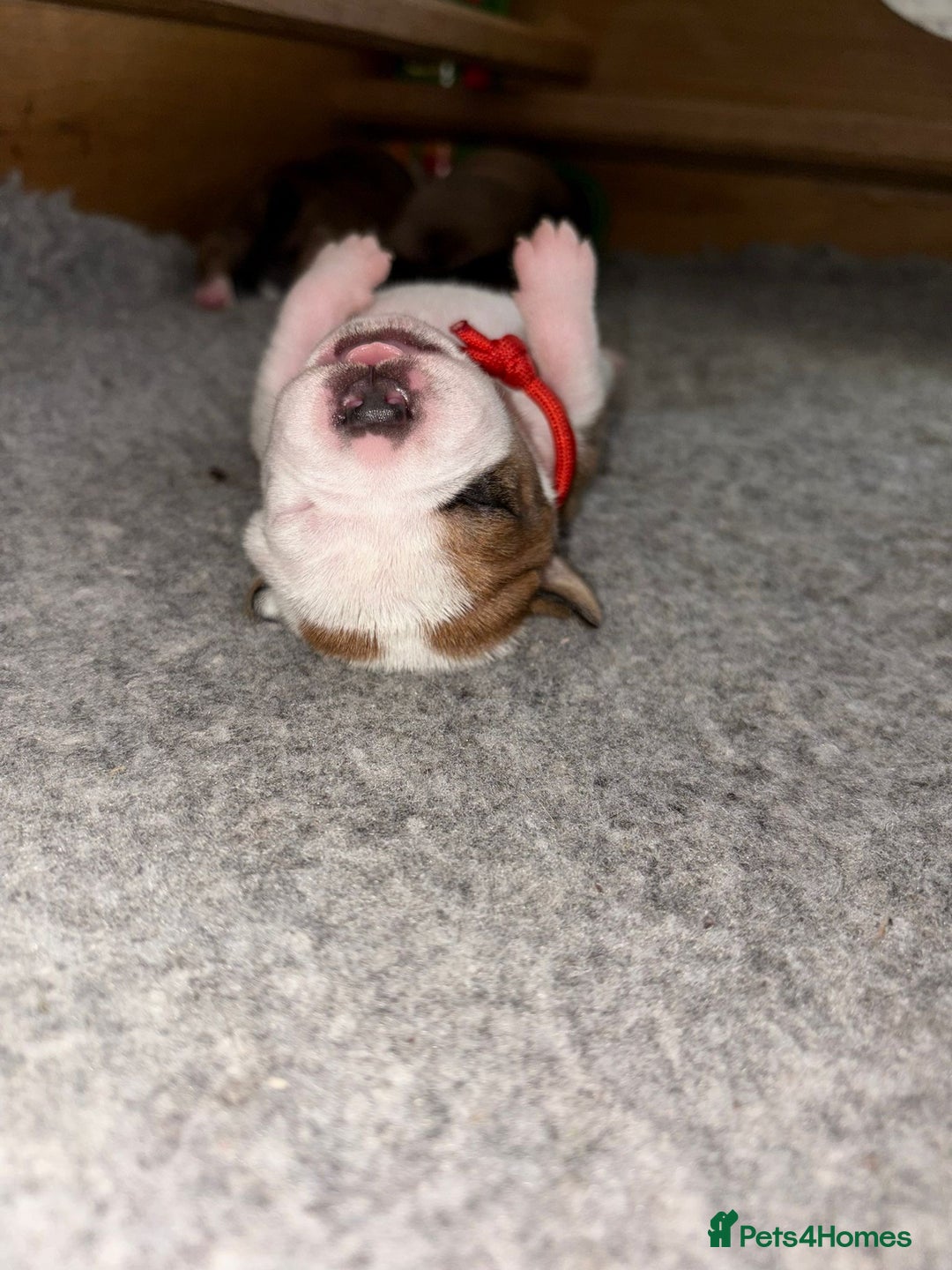 Staffordshire Bull Terrier dogs for sale: KC Staffordshire bull terriers 🧡🧡🏆🩸 REDS  - Image 13