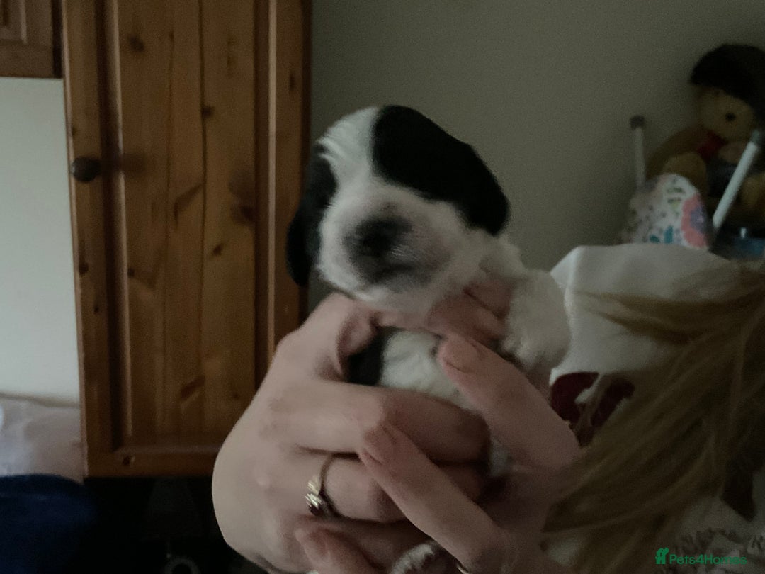 English Springer Spaniel dogs for sale: ESS RKC reg pups - Advert 8