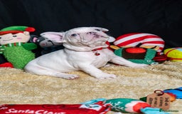 French Bulldog dogs for sale: Chunky French bulldog pups 4 girls  - Image 29