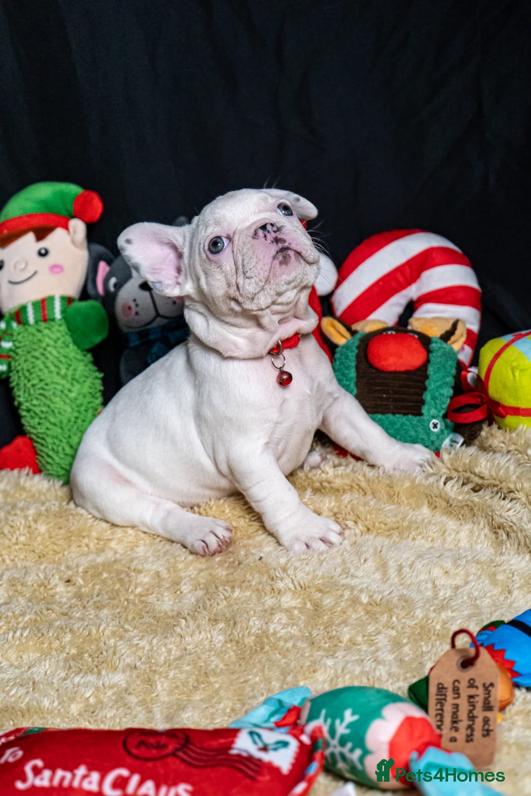 French Bulldog dogs for sale: Chunky French bulldog pups 4 girls  - Image 29