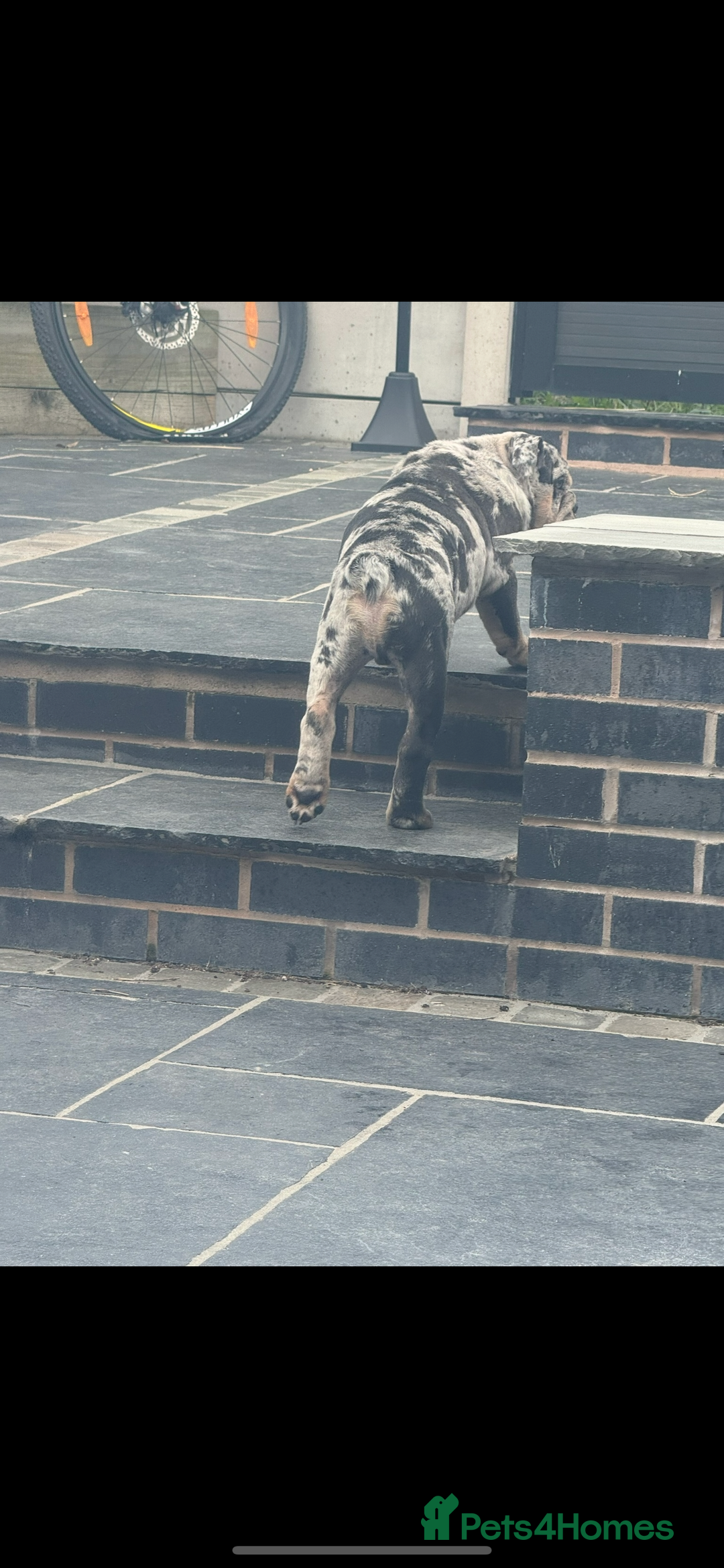 English Bulldog dogs for sale: Grey Merle male english bulldog puppy - Image 18