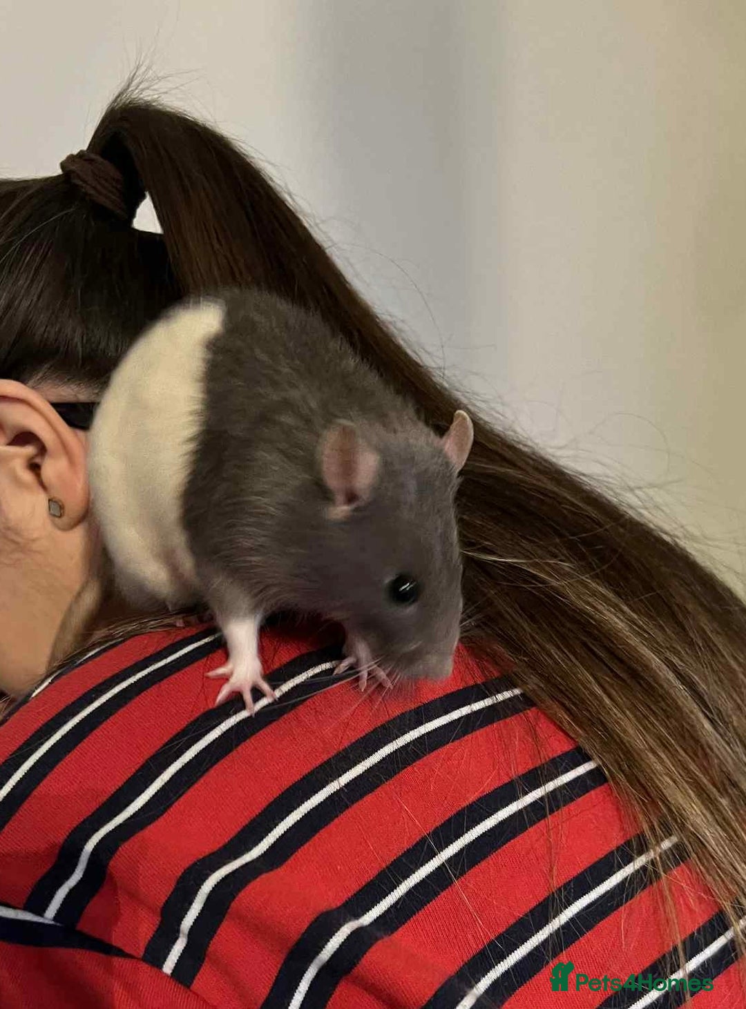 Rat rodents for sale: 2x Male Rats with Cage+carrier - Advert 5