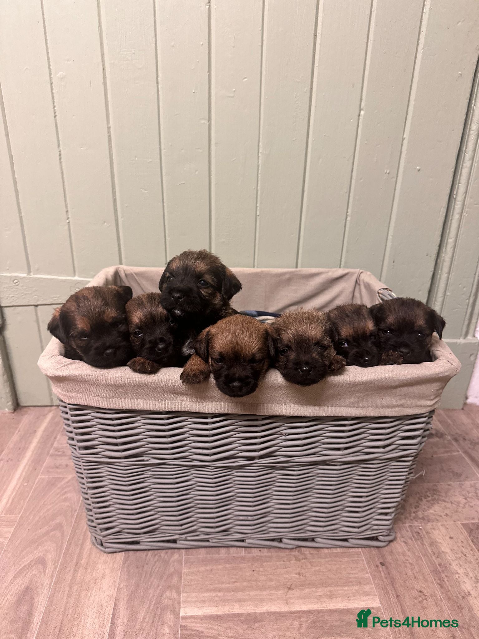 Border Terrier dogs Border Terrier Puppies for Sale - Advert 1