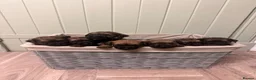Border Terrier dogs for sale: Border Terrier Puppies for Sale - Advert 1