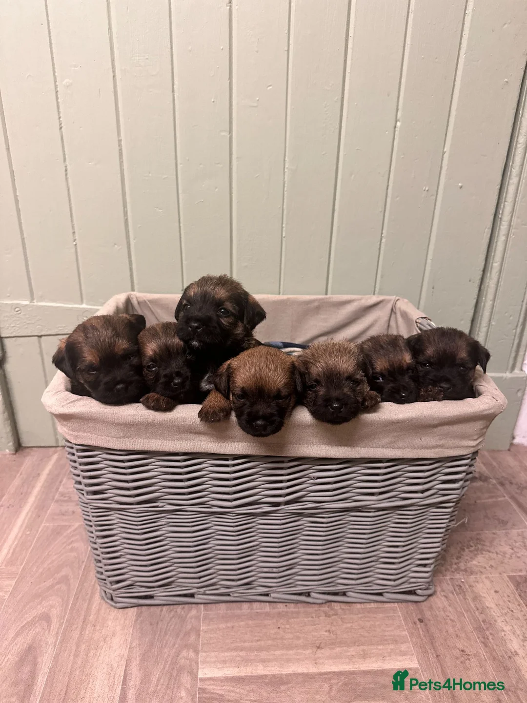 Border Terrier dogs for sale: Border Terrier Puppies for Sale - Advert 1