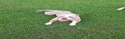 Olde English Bulldogge dogs for sale: Old english bulldogges  in Waltham Abbey - Advert 5