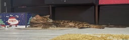 Bengal cats for sale: Cashmere Bengal girl  - Advert 2