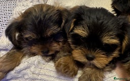 Yorkshire Terrier dogs for sale: Miniature Yorkie Puppies  - Image 5