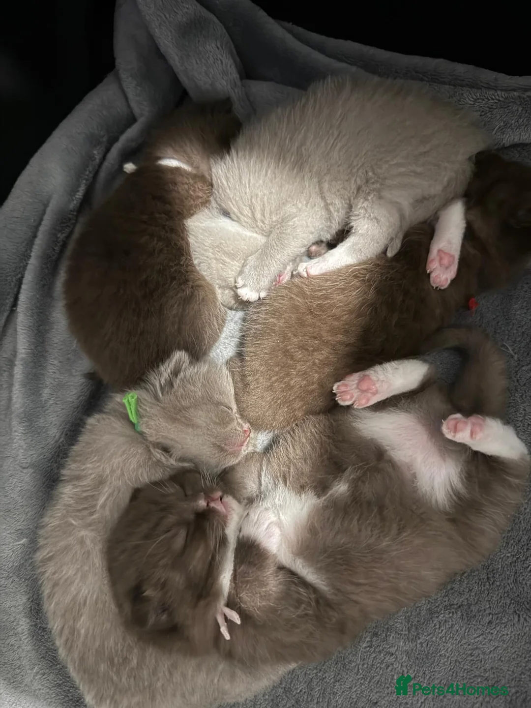 British Shorthair cats for sale: Charming British Shorthair Kittens - Advert 1