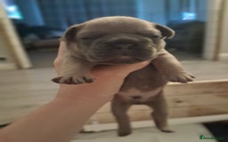 French Bulldog dogs for sale: French bulldogs - Image 29