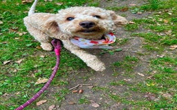 Cockapoo dogs for sale: Poppy - Image 1