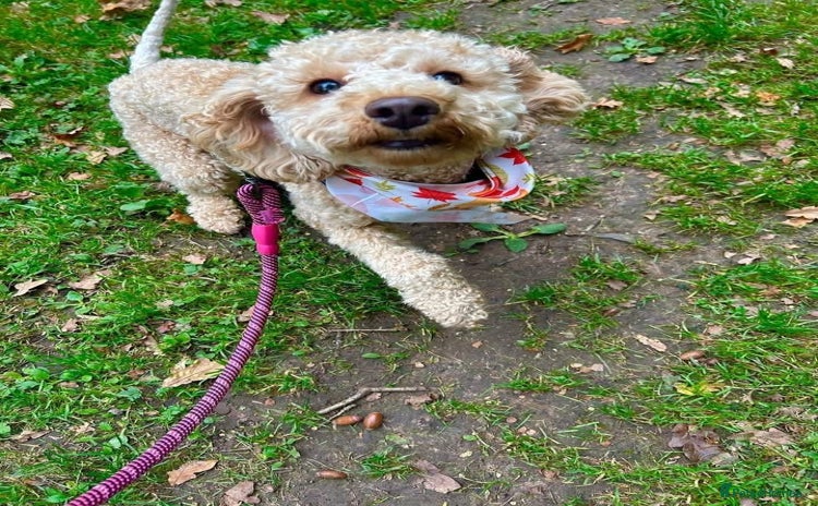 Cockapoo dogs - Advert 1