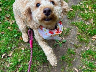 Cockapoo dogs - Advert 15