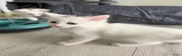 Turkish Angora cats for sale: 3 Adorable Kittens - Advert 9