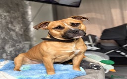 Staffordshire Bull Terrier dogs for stud: Looking for a staffy for my boy  - Image 2