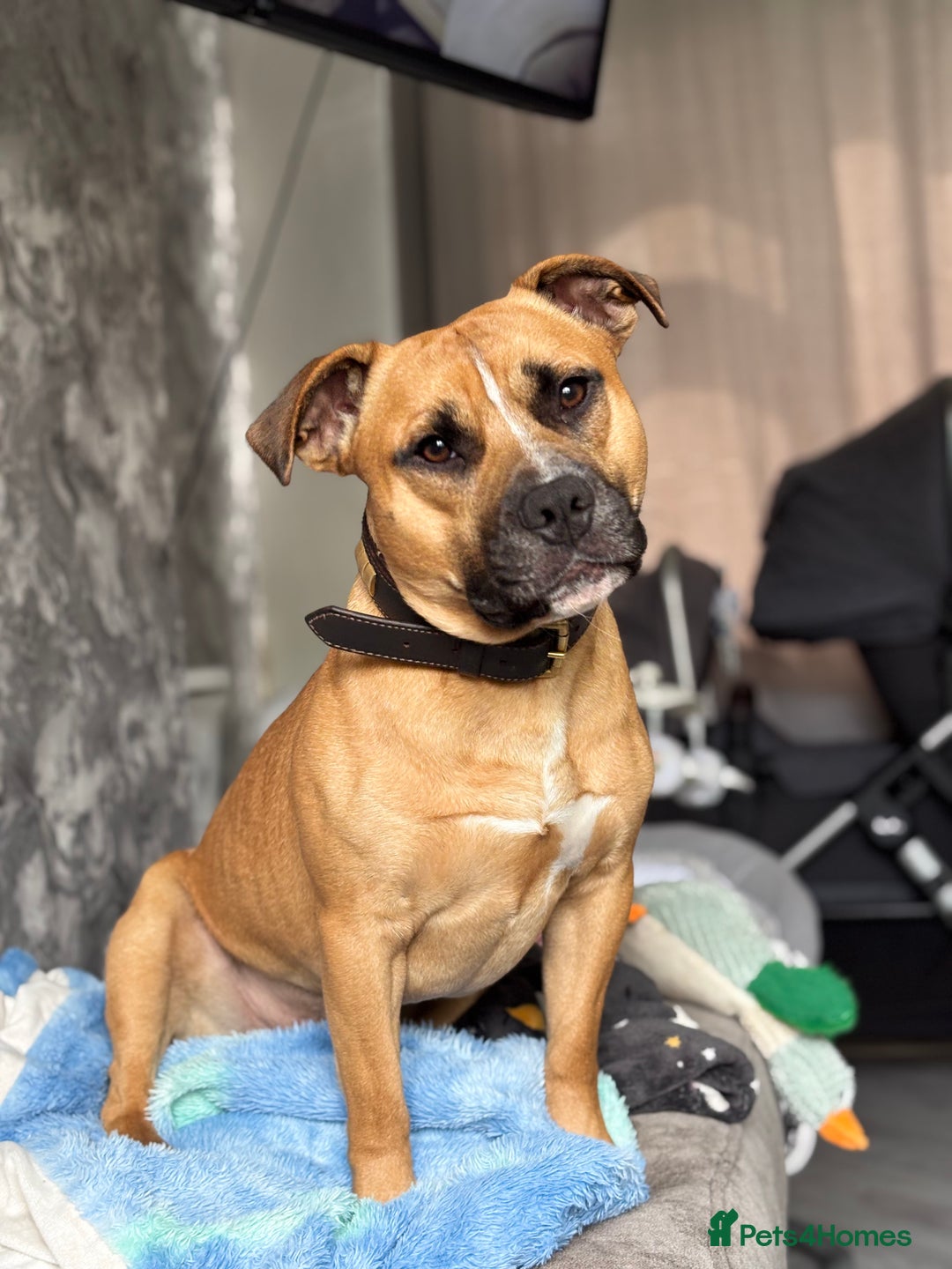 Staffordshire Bull Terrier dogs for stud: Looking for a staffy for my boy  - Image 2